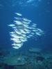 [Underwater] Fish school