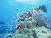 [Underwater] Fish school