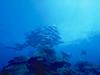 [Underwater] Fish school