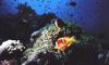 [Underwater] Fish school