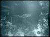 [Underwater] Aquarium tank
