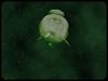 [Underwater Microorganism] ...