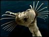 [Underwater Microorganism] ...
