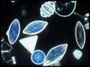 [Underwater Microorganism] ...