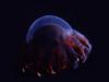 [Underwater Microorganism] ...