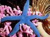 [Underwater] Blue Sea Star