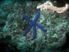 [Underwater] Blue Sea Star