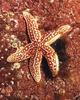 [Underwater] Sea Star