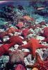 [Underwater] Sea Stars