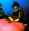 [Underwater Scuba Diving] Lady & Anemone Fishes