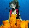 [Underwater Scuba Diving] Lady & Barrel Sponges