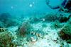 [Underwater Scuba Diving] Pufferfish duo