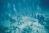 [Underwater Scuba Diving] Divers & Sharks