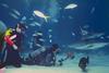[Underwater Scuba Diving] Divers & Sharks