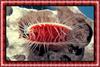 Sea Shell - Scallop
