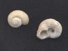 [Tasmanian Sea Shells] Austroliotia australis