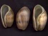 [Tasmanian Sea Shells] Bulla quoyii