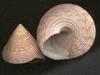 [Tasmanian Sea Shells] Calliostoma armillata