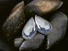 [Tasmanian Sea Shells] Mytilus planulatus