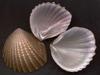 [Tasmanian Sea Shells] Neotrigonia margaritacea