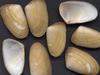[Tasmanian Sea Shells] Paphies elongata