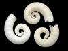 [Tasmanian Sea Shells] Spirula spirula - Ram's Horn Shell