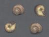 [Tasmanian Sea Shells] Tasmaphena sinclairi