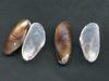 [Tasmanian Sea Shells] Xenostrobus inconstans