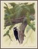 Harris's Woodpecker, Hairy Woodpecker subspecies (Picoides villosus harrisii)