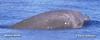 Beaked Whale