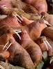 Walrus herd (Odobenus rosmarus)