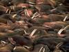 Walrus herd (Odobenus rosmarus)