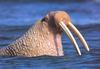 Walrus (Odobenus rosmarus)