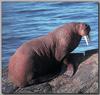 Walrus (Odobenus rosmarus)