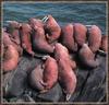 Walruses (Odobenus rosmarus)