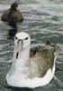 Shy Albatross (Diomedea cauta)