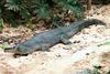 Indian Gharial (Gavialis gangeticus)