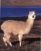 Alpaca (Lama pacos)