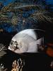Gray Angelfish (Pomacanthus arcuatus)