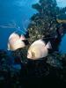 Gray Angelfish (Pomacanthus arcuatus)