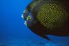 French Angelfish (Pomacanthus paru)