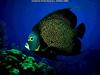 French Angelfish (Pomacanthus paru)