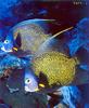 French Angelfish (Pomacanthus paru)