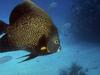 French Angelfish (Pomacanthus paru)