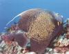 French Angelfish (Pomacanthus paru)