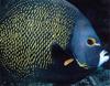 French Angelfish (Pomacanthus paru)