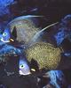 French Angelfish (Pomacanthus paru)