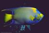 Queen Angelfish (Holacanthus ciliaris)