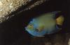 Queen Angelfish (Holacanthus ciliaris)