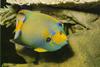 Queen Angelfish (Holacanthus ciliaris)